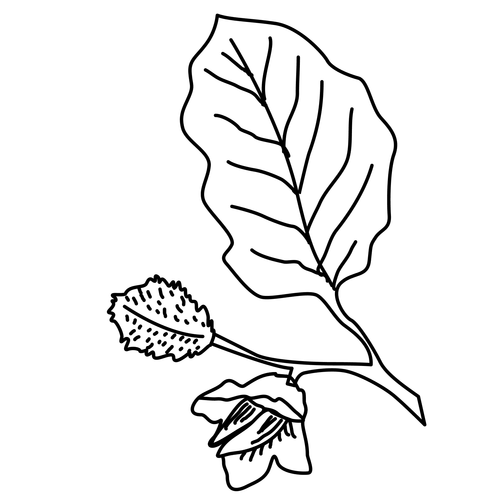 Coloring Pages Trees And Leaves Free Downloads